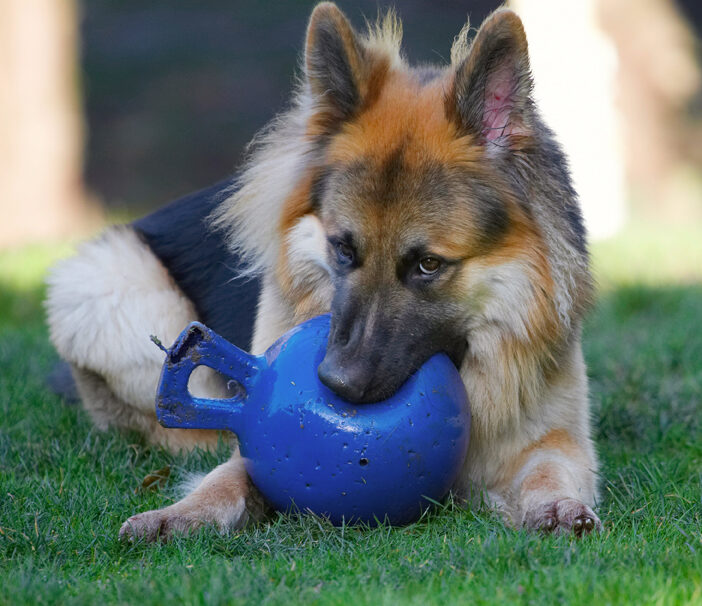 Alsatian, Alsatians, Animal, Animals, Ball, Canine, Canines, Dog, Dogs, Gatsby, German Shepherd, Land Mammal, Land Mammals, Play, Playing, Playtime, Terrestrial Mammal, Terrestrial Mammals