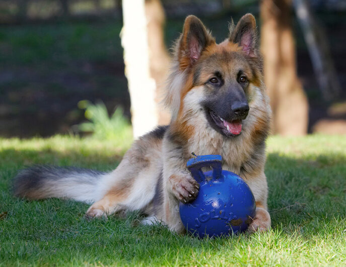 Alsatian, Alsatians, Animal, Animals, Ball, Canine, Canines, Dog, Dogs, Gatsby, German Shepherd, Land Mammal, Land Mammals, Play, Playing, Playtime, Terrestrial Mammal, Terrestrial Mammals, Tongue