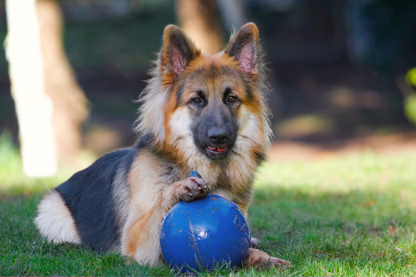 Alsatian, Alsatians, Animal, Animals, Ball, Canine, Canines, Dog, Dogs, Gatsby, German Shepherd, Land Mammal, Land Mammals, Play, Playing, Playtime, Terrestrial Mammal, Terrestrial Mammals