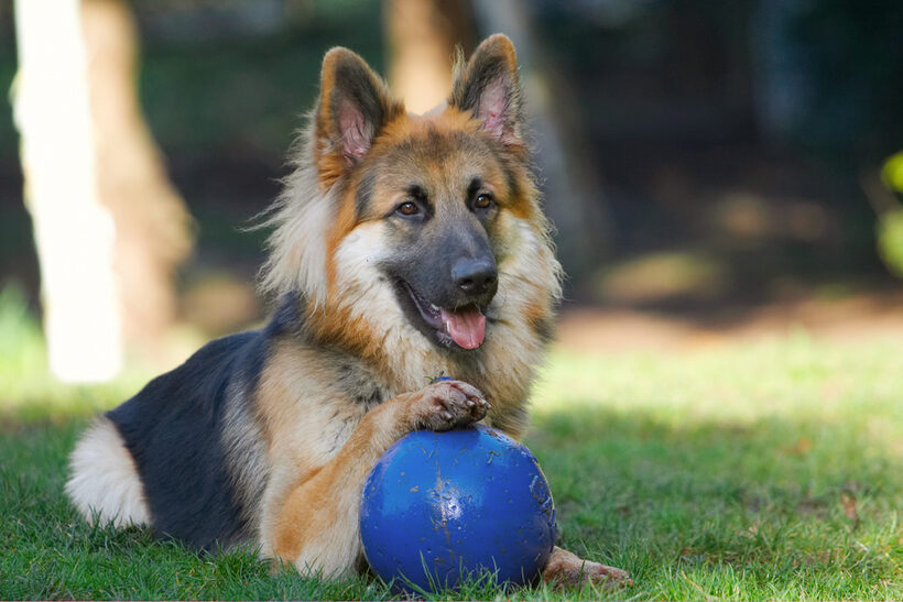 Alsatian, Alsatians, Animal, Animals, Ball, Canine, Canines, Dog, Dogs, Gatsby, German Shepherd, Land Mammal, Land Mammals, Play, Playing, Playtime, Terrestrial Mammal, Terrestrial Mammals, Tongue
