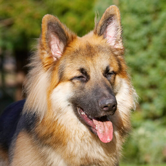 Alsatian, Alsatians, Animal, Animals, Canine, Canines, Dog, Dogs, Gatsby, German Shepherd, Land Mammal, Land Mammals, Play, Playing, Playtime, Terrestrial Mammal, Terrestrial Mammals, Tongue