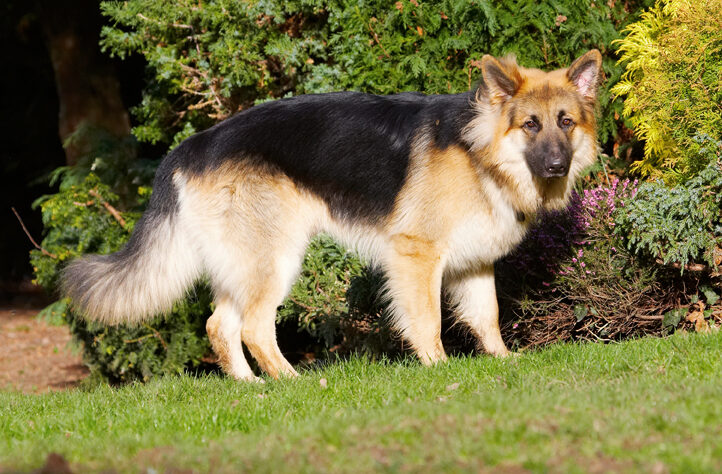 Alsatian, Alsatians, Animal, Animals, Canine, Canines, Dog, Dogs, Gatsby, German Shepherd, Land Mammal, Land Mammals, Play, Playing, Playtime, Terrestrial Mammal, Terrestrial Mammals
