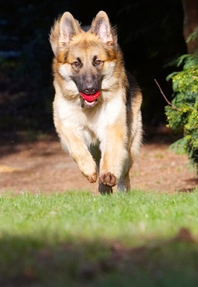Alsatian, Alsatians, Animal, Animals, Ball, Canine, Canines, Dog, Dogs, Gatsby, German Shepherd, Land Mammal, Land Mammals, Play, Playing, Playtime, Run, Running, Terrestrial Mammal, Terrestrial Mammals