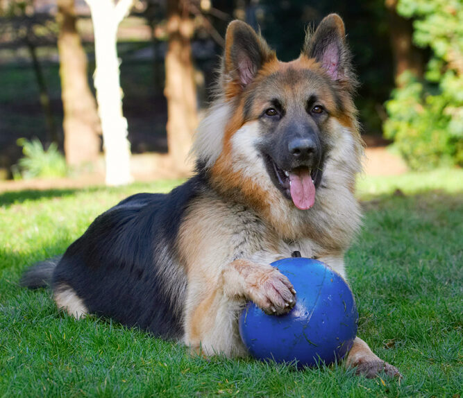Alsatian, Alsatians, Animal, Animals, Ball, Canine, Canines, Dog, Dogs, Gatsby, German Shepherd, Land Mammal, Land Mammals, Play, Playing, Playtime, Terrestrial Mammal, Terrestrial Mammals, Tongue