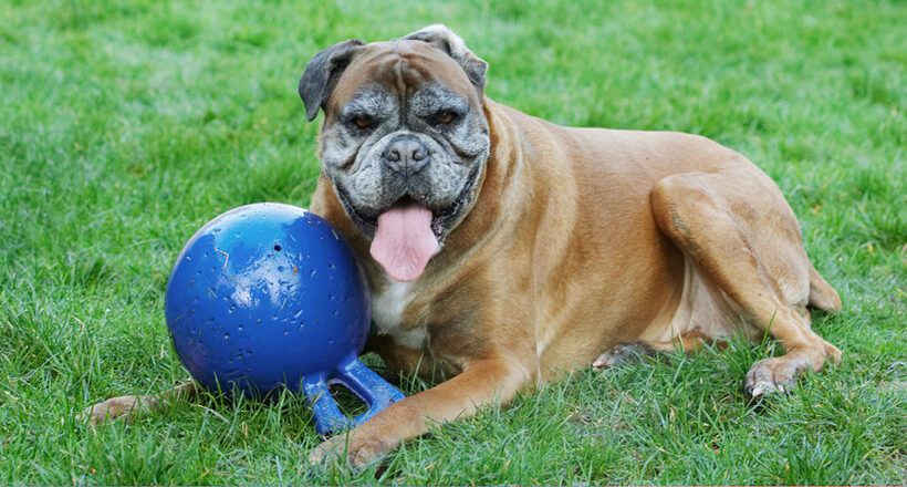 Animal, Animals, Ball, Boxer, Boxers, Canine, Canines, Dog, Dogs, Land Mammal, Land Mammals, Phoebe, Play, Playing, Playtime, Terrestrial Mammal, Terrestrial Mammals, Tongue