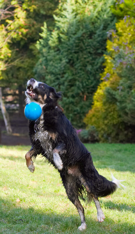 Animal, Animals, Ball, Canine, Canines, Catch, Collie, Collies, Dog, Dogs, Jake, Jump, Jumping, Land Mammal, Land Mammals, Leap, Leaping, Play, Playing, Playtime, Terrestrial Mammal, Terrestrial Mammals