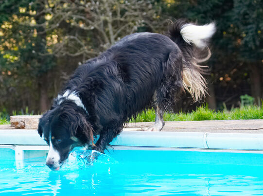 Animal, Animals, Canine, Canines, Collie, Collies, Dog, Dogs, Jake, Land Mammal, Land Mammals, Play, Playing, Playtime, Pool, Swimming, Terrestrial Mammal, Terrestrial Mammals, Water