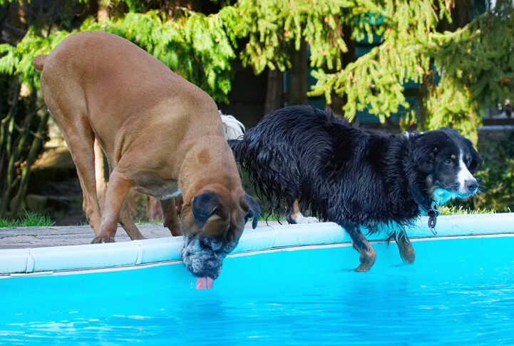 Animal, Animals, Boxer, Boxers, Canine, Canines, Collie, Collies, Dog, Dogs, Drink, Drinking, Jake, Land Mammal, Land Mammals, Phoebe, Play, Playing, Playtime, Pool, Swimming, Terrestrial Mammal, Terrestrial Mammals, Tongue, Water
