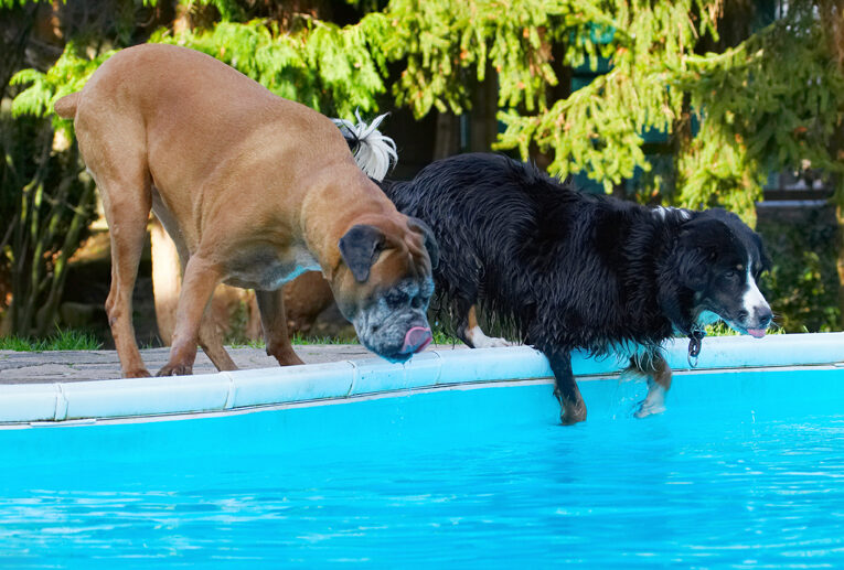 Animal, Animals, Best, Boxer, Boxers, Canine, Canines, Collie, Collies, Dog, Dogs, Friends, Jake, Land Mammal, Land Mammals, Phoebe, Play, Playing, Playtime, Pool, Swimming, Terrestrial Mammal, Terrestrial Mammals, Tongue, Water