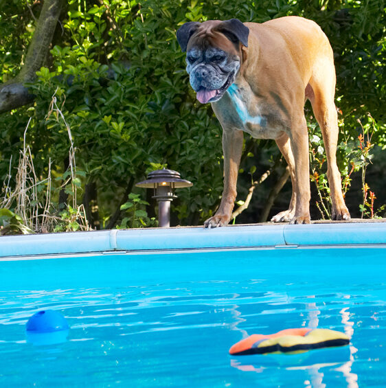 Animal, Animals, Boxer, Boxers, Canine, Canines, Dog, Dogs, Land Mammal, Land Mammals, Phoebe, Play, Playing, Playtime, Pool, Swimming, Terrestrial Mammal, Terrestrial Mammals, Tongue, Water
