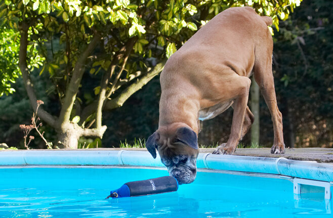 Animal, Animals, Boxer, Boxers, Canine, Canines, Dog, Dogs, Land Mammal, Land Mammals, Phoebe, Play, Playing, Playtime, Pool, Swimming, Terrestrial Mammal, Terrestrial Mammals, Water
