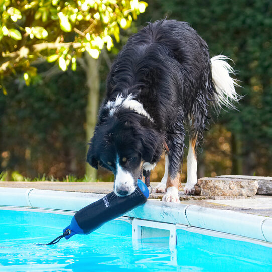 Animal, Animals, Canine, Canines, Collie, Collies, Dog, Dogs, Jake, Land Mammal, Land Mammals, Play, Playing, Playtime, Pool, Swimming, Terrestrial Mammal, Terrestrial Mammals, Water