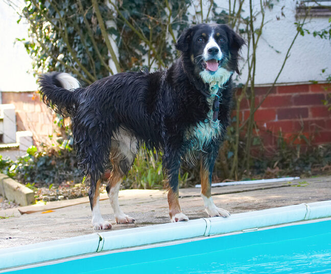 Animal, Animals, Canine, Canines, Collie, Collies, Dog, Dogs, Jake, Land Mammal, Land Mammals, Play, Playing, Playtime, Pool, Swimming, Terrestrial Mammal, Terrestrial Mammals, Tongue, Water
