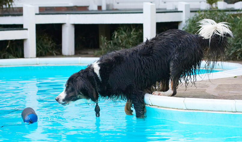Animal, Animals, Canine, Canines, Collie, Collies, Dog, Dogs, Jake, Land Mammal, Land Mammals, Play, Playing, Playtime, Pool, Swimming, Terrestrial Mammal, Terrestrial Mammals, Water