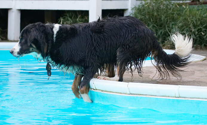 Animal, Animals, Canine, Canines, Collie, Collies, Dog, Dogs, Jake, Land Mammal, Land Mammals, Play, Playing, Playtime, Pool, Swimming, Terrestrial Mammal, Terrestrial Mammals, Water