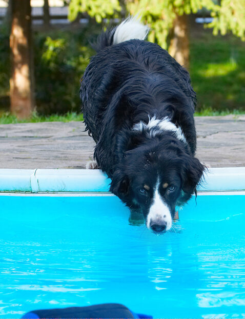 Animal, Animals, Canine, Canines, Collie, Collies, Dog, Dogs, Jake, Land Mammal, Land Mammals, Play, Playing, Playtime, Pool, Swimming, Terrestrial Mammal, Terrestrial Mammals