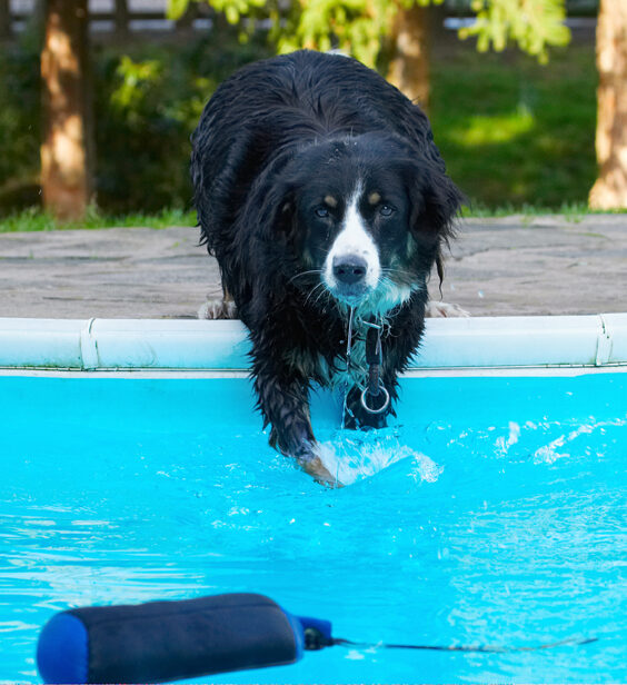 Animal, Animals, Canine, Canines, Collie, Collies, Dog, Dogs, Jake, Land Mammal, Land Mammals, Play, Playing, Playtime, Pool, Splash, Splashing, Swimming, Terrestrial Mammal, Terrestrial Mammals, Water
