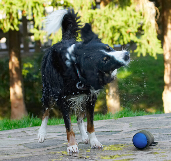 Animal, Animals, Canine, Canines, Collie, Collies, Dog, Dogs, Jake, Land Mammal, Land Mammals, Play, Playing, Playtime, Shake, Shaking, Spin, Terrestrial Mammal, Terrestrial Mammals