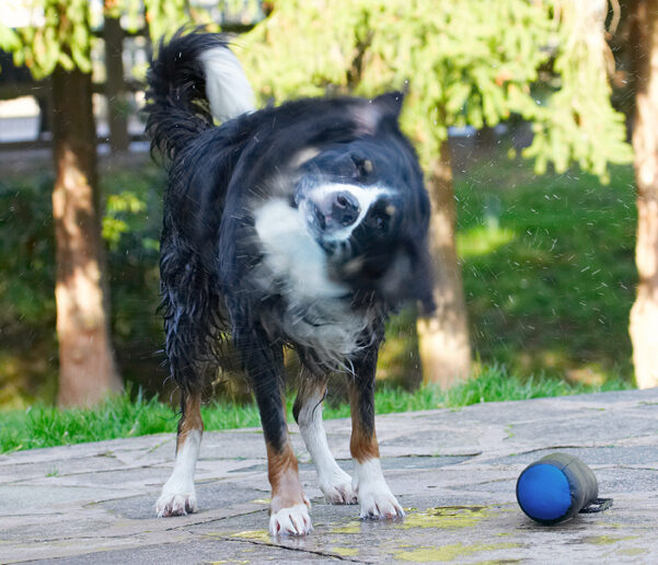 Animal, Animals, Canine, Canines, Collie, Collies, Dog, Dogs, Jake, Land Mammal, Land Mammals, Play, Playing, Playtime, Shake, Shaking, Spin, Terrestrial Mammal, Terrestrial Mammals