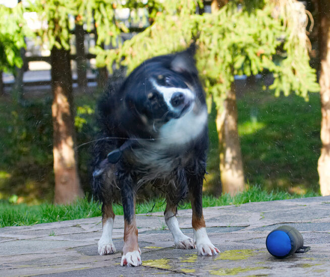 Animal, Animals, Canine, Canines, Collie, Collies, Dog, Dogs, Jake, Land Mammal, Land Mammals, Play, Playing, Playtime, Shake, Shaking, Spin, Terrestrial Mammal, Terrestrial Mammals