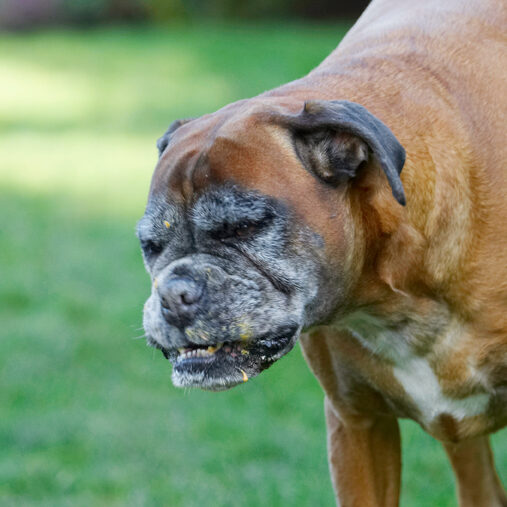 Animal, Animals, Boxer, Boxers, Butter, Canine, Canines, Dog, Dogs, Land Mammal, Land Mammals, Peanut, Phoebe, Play, Playing, Playtime, Terrestrial Mammal, Terrestrial Mammals