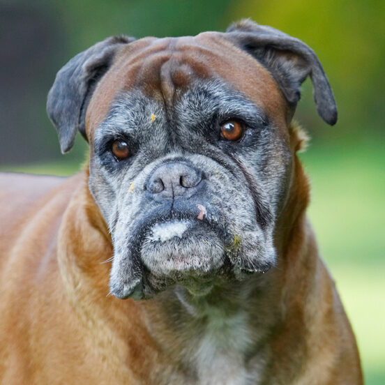 Animal, Animals, Boxer, Boxers, Butter, Canine, Canines, Dog, Dogs, Land Mammal, Land Mammals, Peanut, Phoebe, Play, Playing, Playtime, Terrestrial Mammal, Terrestrial Mammals