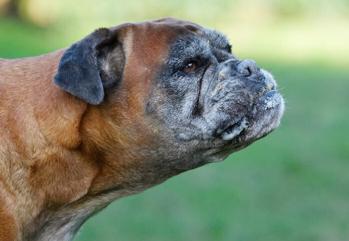 Animal, Animals, Boxer, Boxers, Butter, Canine, Canines, Dog, Dogs, Land Mammal, Land Mammals, Peanut, Phoebe, Play, Playing, Playtime, Terrestrial Mammal, Terrestrial Mammals