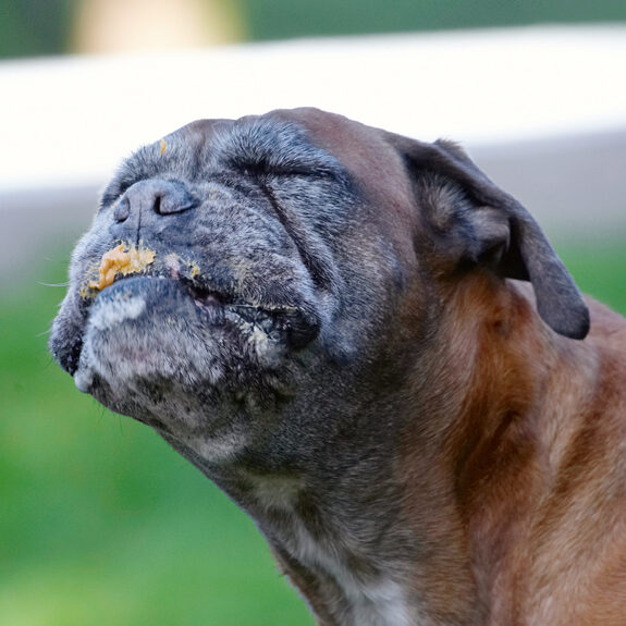 Animal, Animals, Boxer, Boxers, Butter, Canine, Canines, Dog, Dogs, Land Mammal, Land Mammals, Peanut, Phoebe, Play, Playing, Playtime, Terrestrial Mammal, Terrestrial Mammals