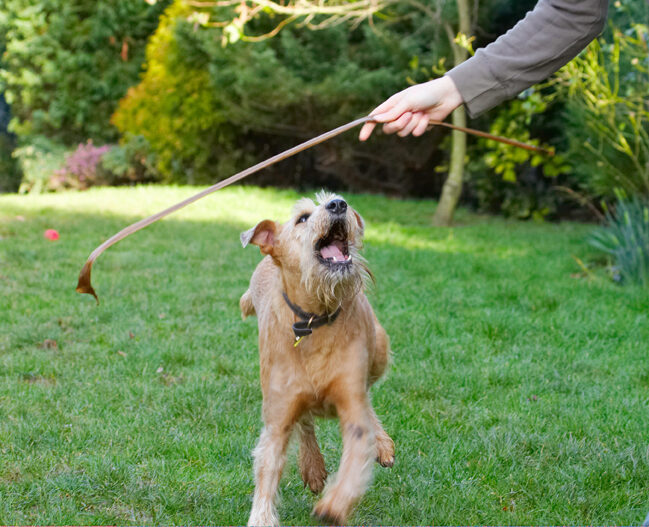 Animal, Animals, Canine, Canines, Dog, Dogs, Irish Terrier, Land Mammal, Land Mammals, Play, Playing, Playtime, Terrestrial Mammal, Terrestrial Mammals, Terriers, Tintin