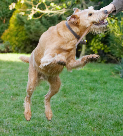 Animal, Animals, Canine, Canines, Dog, Dogs, Irish Terrier, Jump, Jumping, Land Mammal, Land Mammals, Leap, Leaping, Play, Playing, Playtime, Terrestrial Mammal, Terrestrial Mammals, Terriers, Tintin