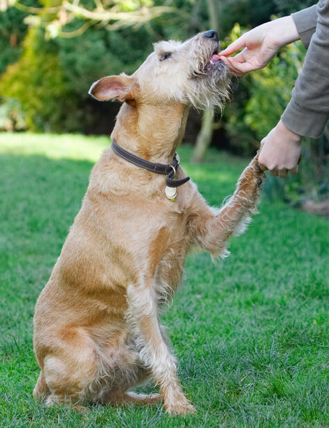 Animal, Animals, Canine, Canines, Dog, Dogs, Hands, Irish Terrier, Land Mammal, Land Mammals, Play, Playing, Playtime, Shake, Shaking, Terrestrial Mammal, Terrestrial Mammals, Terriers, Tintin