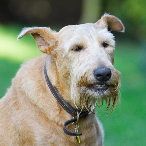 Animal, Animals, Canine, Canines, Dog, Dogs, Irish Terrier, Land Mammal, Land Mammals, Play, Playing, Playtime, Terrestrial Mammal, Terrestrial Mammals, Terriers, Tintin