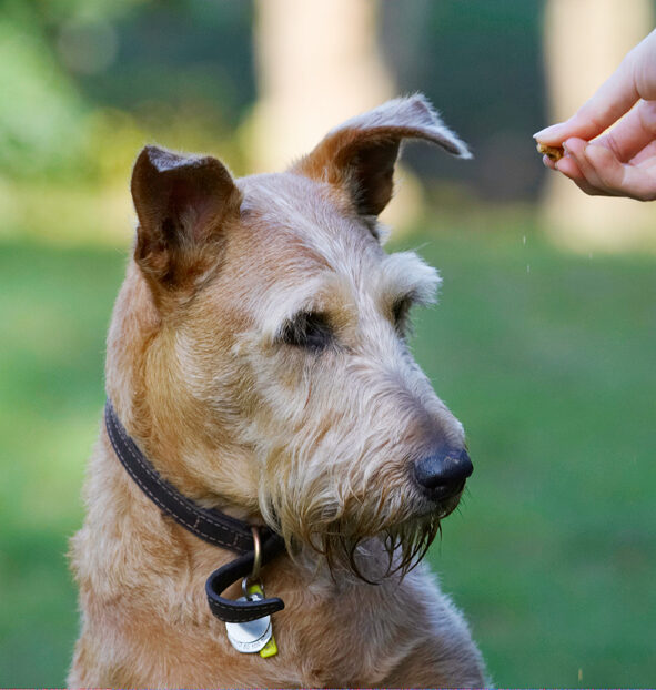 Animal, Animals, Canine, Canines, Dog, Dogs, Irish Terrier, Land Mammal, Land Mammals, Play, Playing, Playtime, Terrestrial Mammal, Terrestrial Mammals, Terriers, Tintin