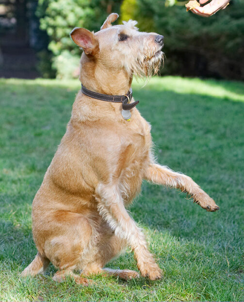 Animal, Animals, Canine, Canines, Dog, Dogs, Irish Terrier, Land Mammal, Land Mammals, Play, Playing, Playtime, Terrestrial Mammal, Terrestrial Mammals, Terriers, Tintin