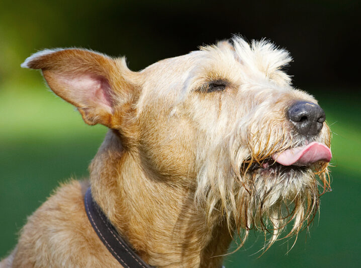 Animal, Animals, Butter, Canine, Canines, Dog, Dogs, Irish Terrier, Land Mammal, Land Mammals, Peanut, Play, Playing, Playtime, Terrestrial Mammal, Terrestrial Mammals, Terriers, Tintin, Tongue
