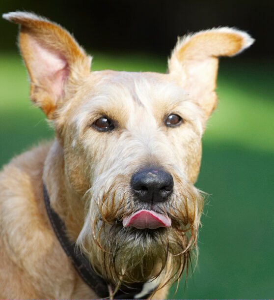 Animal, Animals, Butter, Canine, Canines, Dog, Dogs, Irish Terrier, Land Mammal, Land Mammals, Peanut, Play, Playing, Playtime, Terrestrial Mammal, Terrestrial Mammals, Terriers, Tintin, Tongue