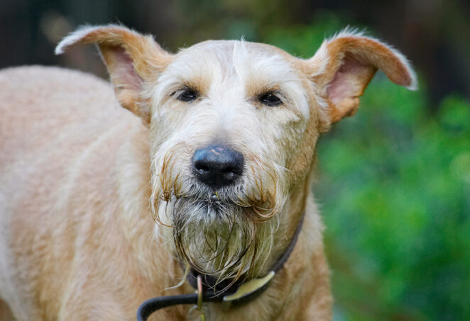 Animal, Animals, Butter, Canine, Canines, Dog, Dogs, Irish Terrier, Land Mammal, Land Mammals, Peanut, Play, Playing, Playtime, Terrestrial Mammal, Terrestrial Mammals, Terriers, Tintin