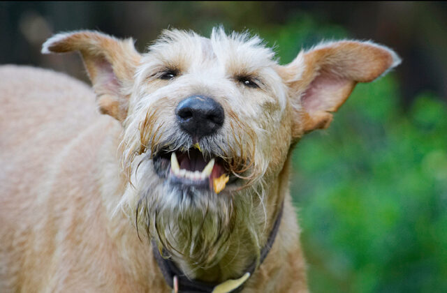 Animal, Animals, Butter, Canine, Canines, Dog, Dogs, Irish Terrier, Land Mammal, Land Mammals, Laugh, Laughing, Peanut, Play, Playing, Playtime, Terrestrial Mammal, Terrestrial Mammals, Terriers, Tintin