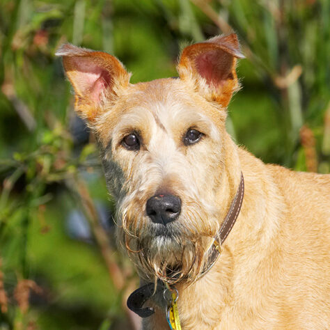 Animal, Animals, Canine, Canines, Dog, Dogs, Irish Terrier, Land Mammal, Land Mammals, Play, Playing, Playtime, Terrestrial Mammal, Terrestrial Mammals, Terriers, Tintin