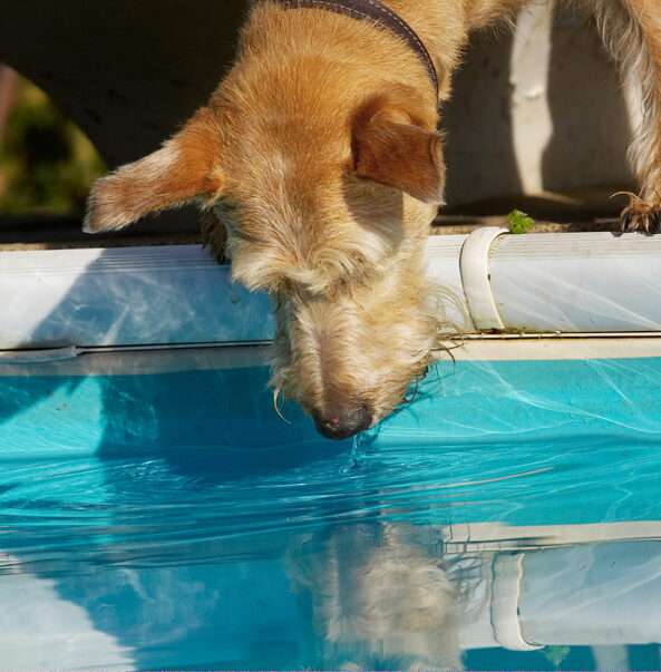 Animal, Animals, Canine, Canines, Dog, Dogs, Irish Terrier, Land Mammal, Land Mammals, Play, Playing, Playtime, Pool, Reflection, Swimming, Terrestrial Mammal, Terrestrial Mammals, Terriers, Tintin, Water