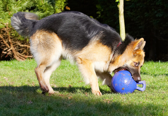Alsatian, Alsatians, Animal, Animals, Ball, Canine, Canines, Dog, Dogs, Gatsby, German Shepherd, Land Mammal, Land Mammals, Play, Playing, Playtime, Terrestrial Mammal, Terrestrial Mammals