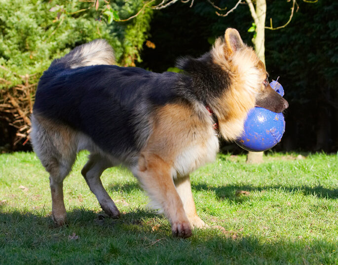 Alsatian, Alsatians, Animal, Animals, Ball, Canine, Canines, Dog, Dogs, Gatsby, German Shepherd, Land Mammal, Land Mammals, Play, Playing, Playtime, Terrestrial Mammal, Terrestrial Mammals