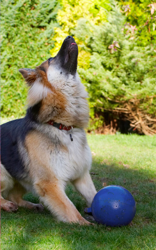 Alert, Alsatian, Alsatians, Animal, Animals, Attention, Ball, Canine, Canines, Dog, Dogs, Gatsby, German Shepherd, Land Mammal, Land Mammals, Play, Playing, Playtime, Terrestrial Mammal, Terrestrial Mammals