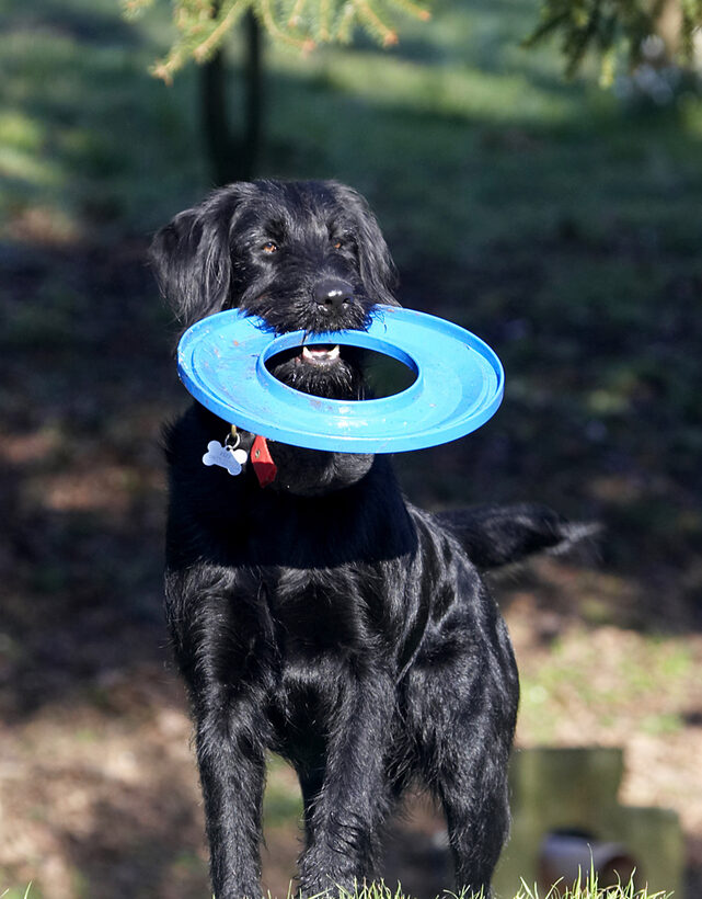 Animal, Animals, Canine, Canines, Dog, Dogs, Fizz, Frisbee, Labradoodle, Land Mammal, Land Mammals, Play, Playing, Terrestrial Mammal, Terrestrial Mammals