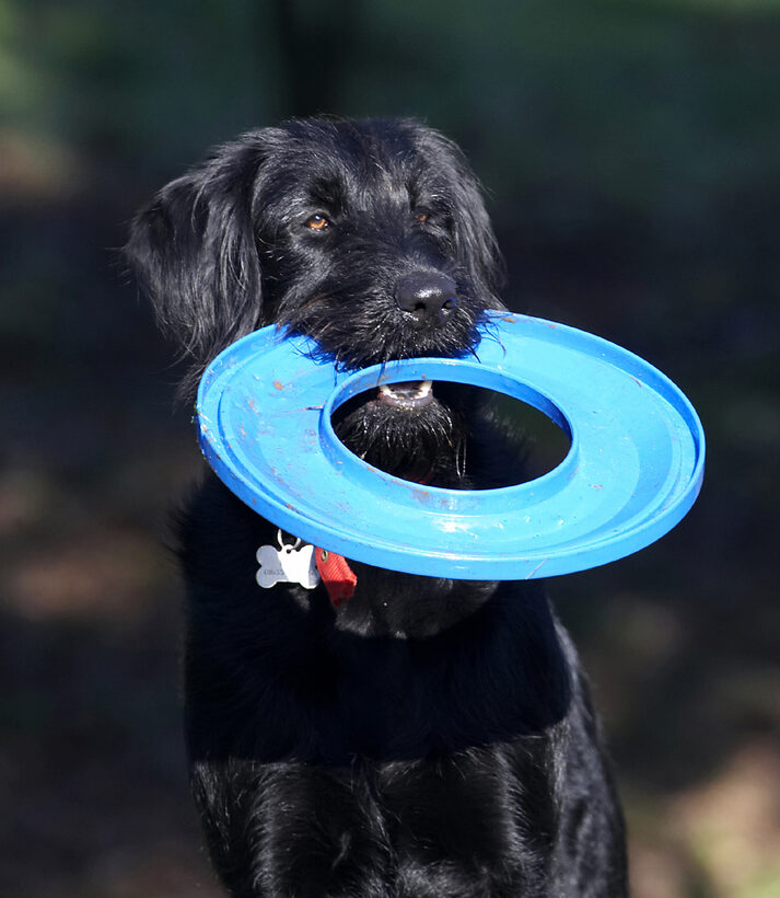 Animal, Animals, Canine, Canines, Dog, Dogs, Fizz, Frisbee, Labradoodle, Land Mammal, Land Mammals, Play, Playing, Terrestrial Mammal, Terrestrial Mammals