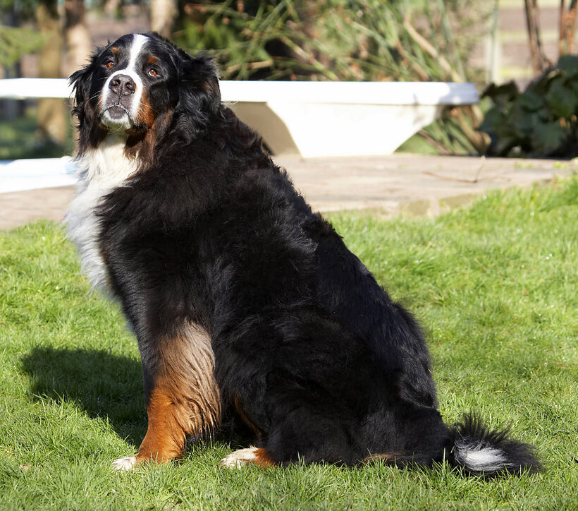 Animal, Animals, Bernese, Canine, Canines, Dog, Dogs, Land Mammal, Land Mammals, Mountain, Murphy, Play, Playing, Playtime, Sit, Sitting, Terrestrial Mammal, Terrestrial Mammals