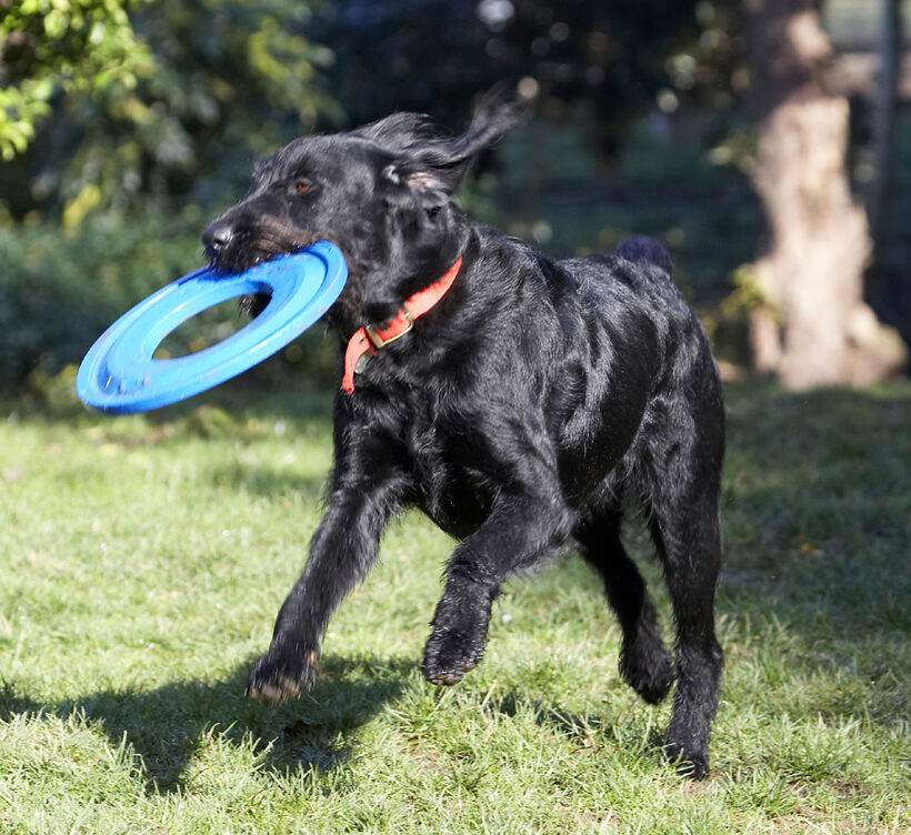 Animal, Animals, Canine, Canines, Dog, Dogs, Fizz, Frisbee, Labradoodle, Land Mammal, Land Mammals, Play, Playing, Run, Running, Terrestrial Mammal, Terrestrial Mammals