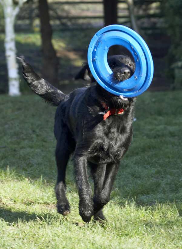 Animal, Animals, Canine, Canines, Dog, Dogs, Fizz, Frisbee, Labradoodle, Land Mammal, Land Mammals, Play, Playing, Run, Running, Terrestrial Mammal, Terrestrial Mammals