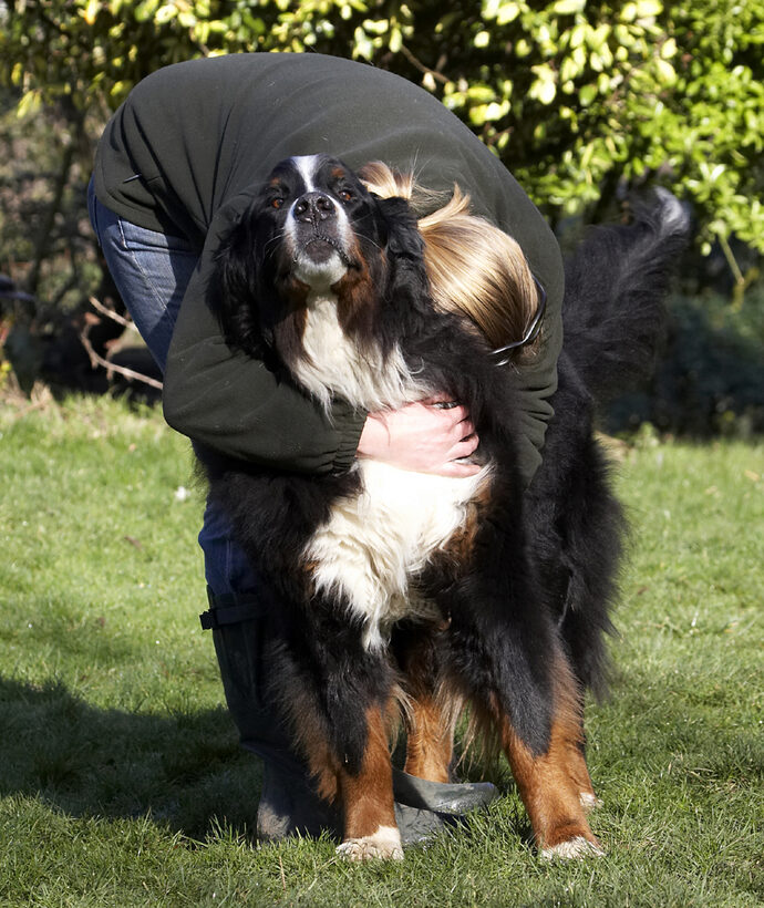 Animal, Animals, Becky, Bernese, Blonde, Canine, Canines, Dog, Dogs, Land Mammal, Land Mammals, Mountain, Murphy, Play, Playing, Playtime, Terrestrial Mammal, Terrestrial Mammals, Woman