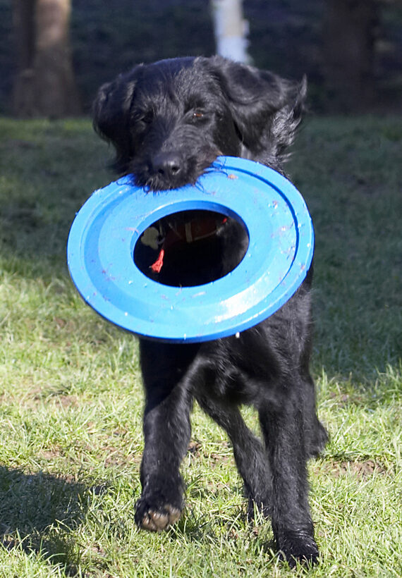 Animal, Animals, Canine, Canines, Dog, Dogs, Fizz, Frisbee, Labradoodle, Land Mammal, Land Mammals, Play, Playing, Run, Running, Terrestrial Mammal, Terrestrial Mammals